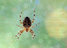 Почему нельзя убивать пауков в доме – народные приметы Что будет если убить черного паука